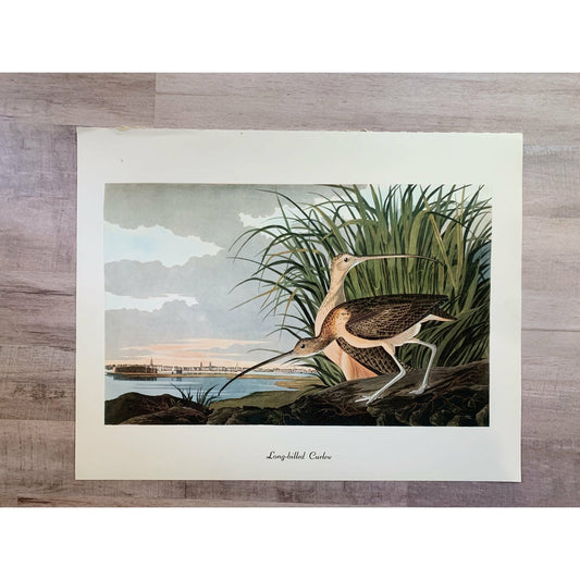 True Vintage Audubon Birds Prints, Authentic Old Book Plates for Framing, Bird Art Set - Pretty Old Books