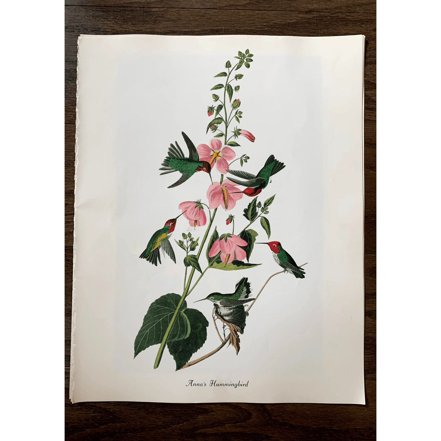 True Vintage Audubon Birds Prints, Authentic Old Book Plates for Framing, Bird Art Set - Pretty Old Books