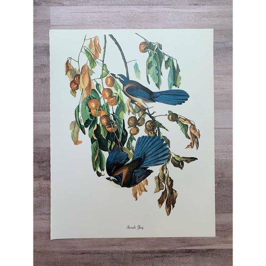 True Vintage Audubon Birds Prints, Authentic Old Book Plates for Framing, Bird Art Set - Pretty Old Books