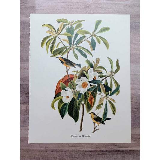 True Vintage Audubon Birds Prints, Authentic Old Book Plates for Framing, Bird Art Set - Pretty Old Books