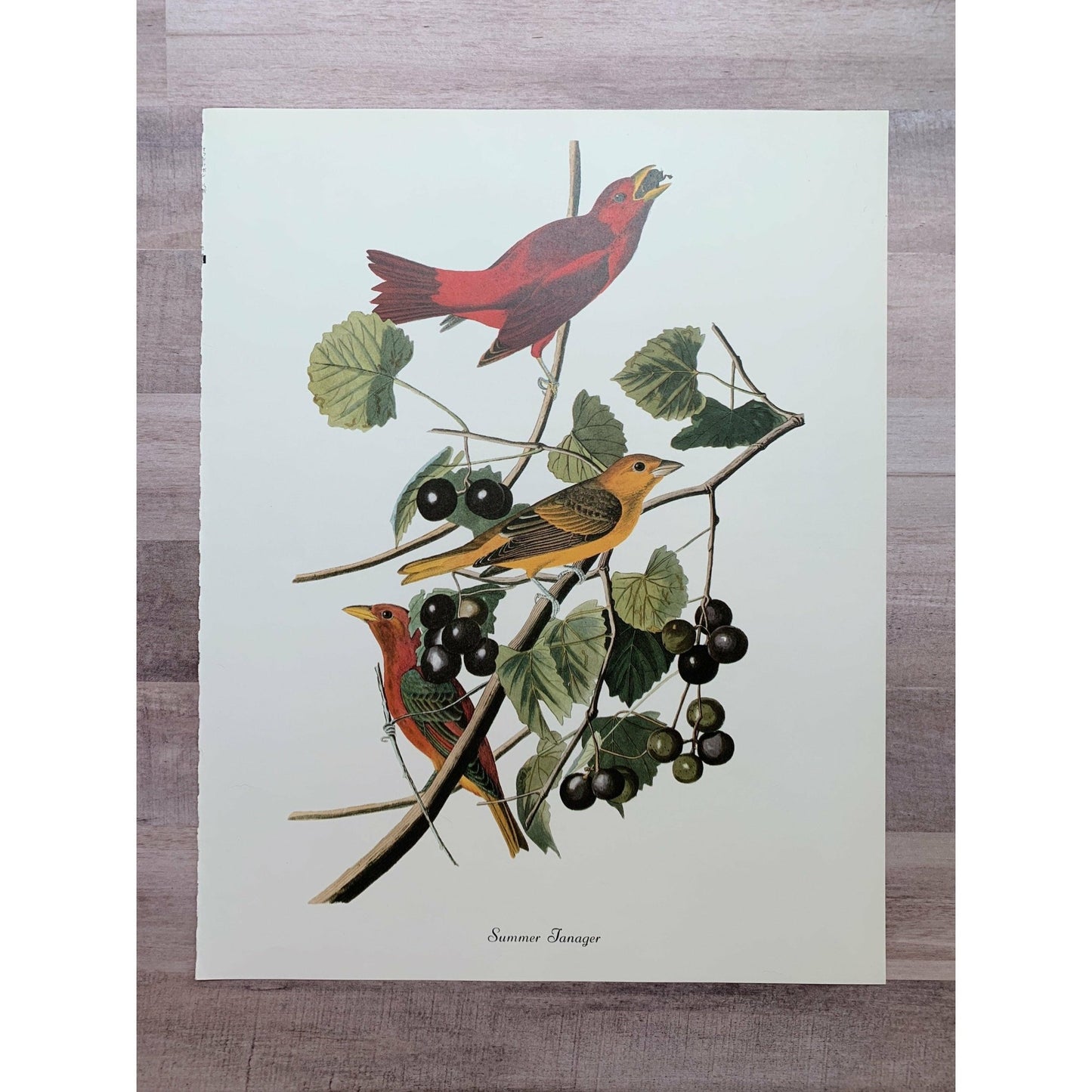 True Vintage Audubon Birds Prints, Authentic Old Book Plates for Framing, Bird Art Set - Pretty Old Books