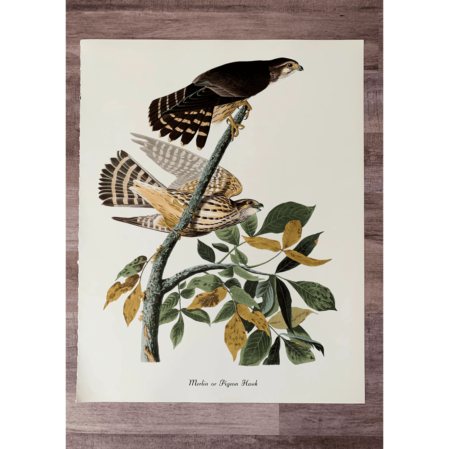 True Vintage Audubon Birds Prints, Authentic Old Book Plates for Framing, Bird Art Set - Pretty Old Books