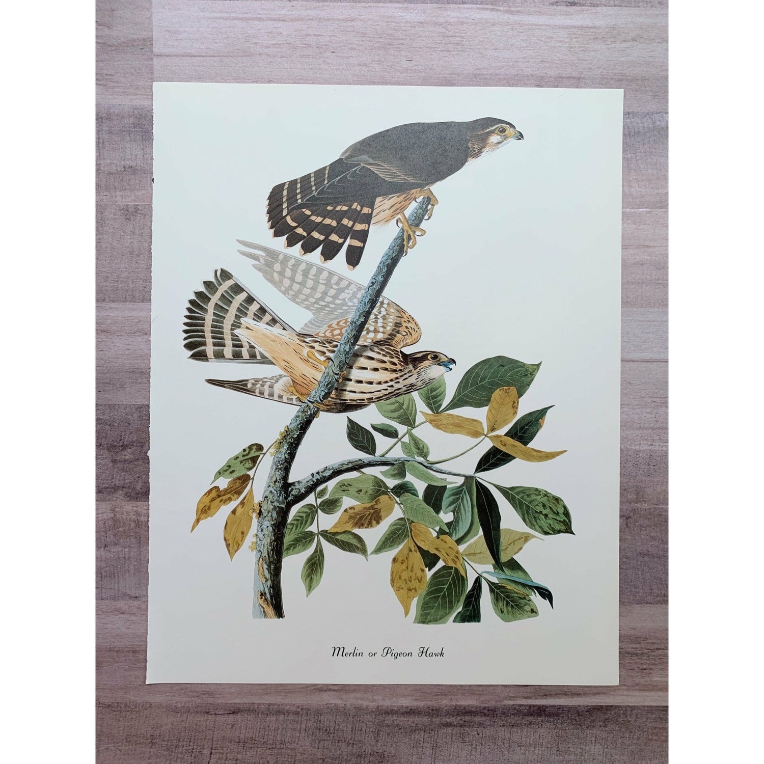 True Vintage Audubon Birds Prints, Authentic Old Book Plates for Framing, Bird Art Set - Pretty Old Books