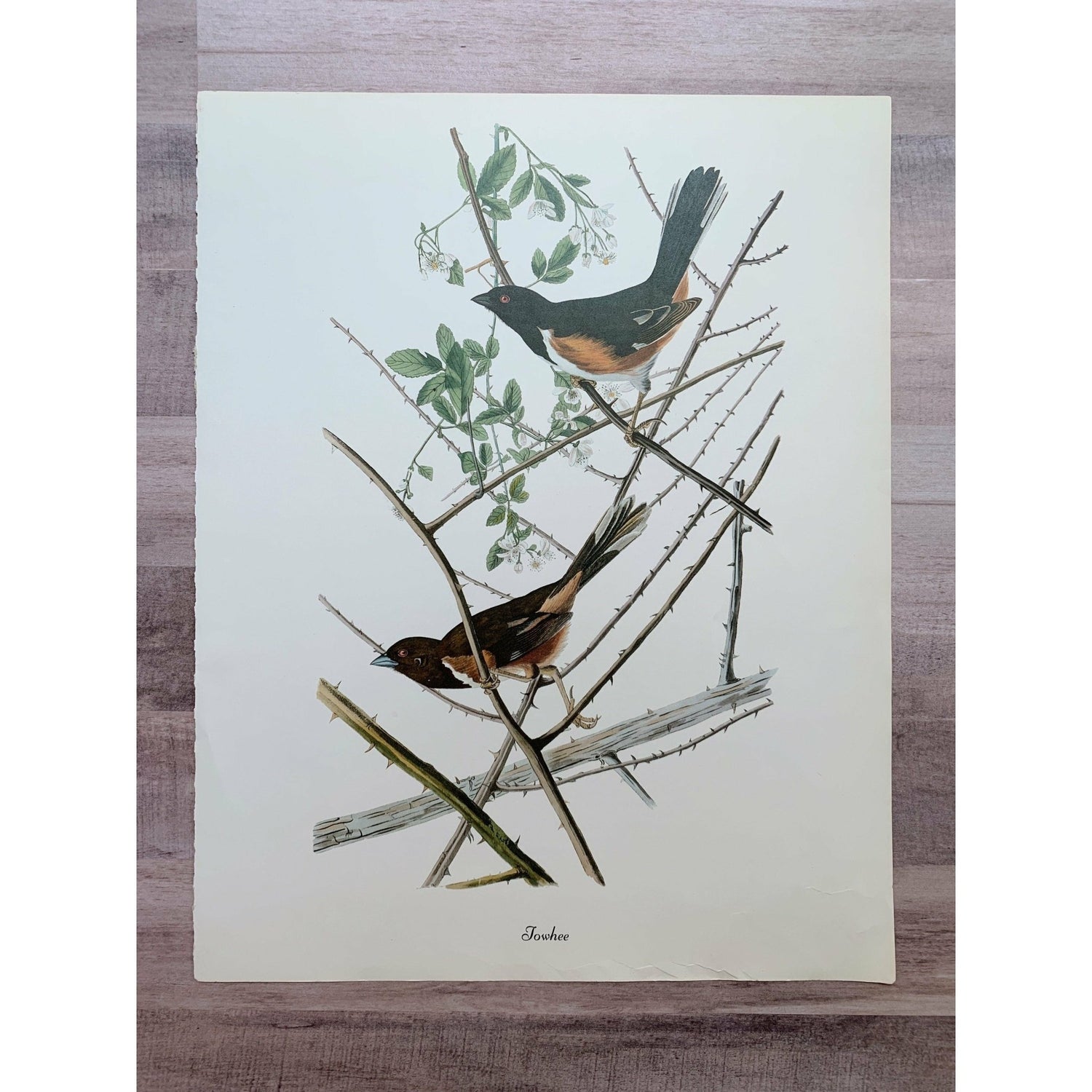True Vintage Audubon Birds Prints, Authentic Old Book Plates for Framing, Bird Art Set - Pretty Old Books