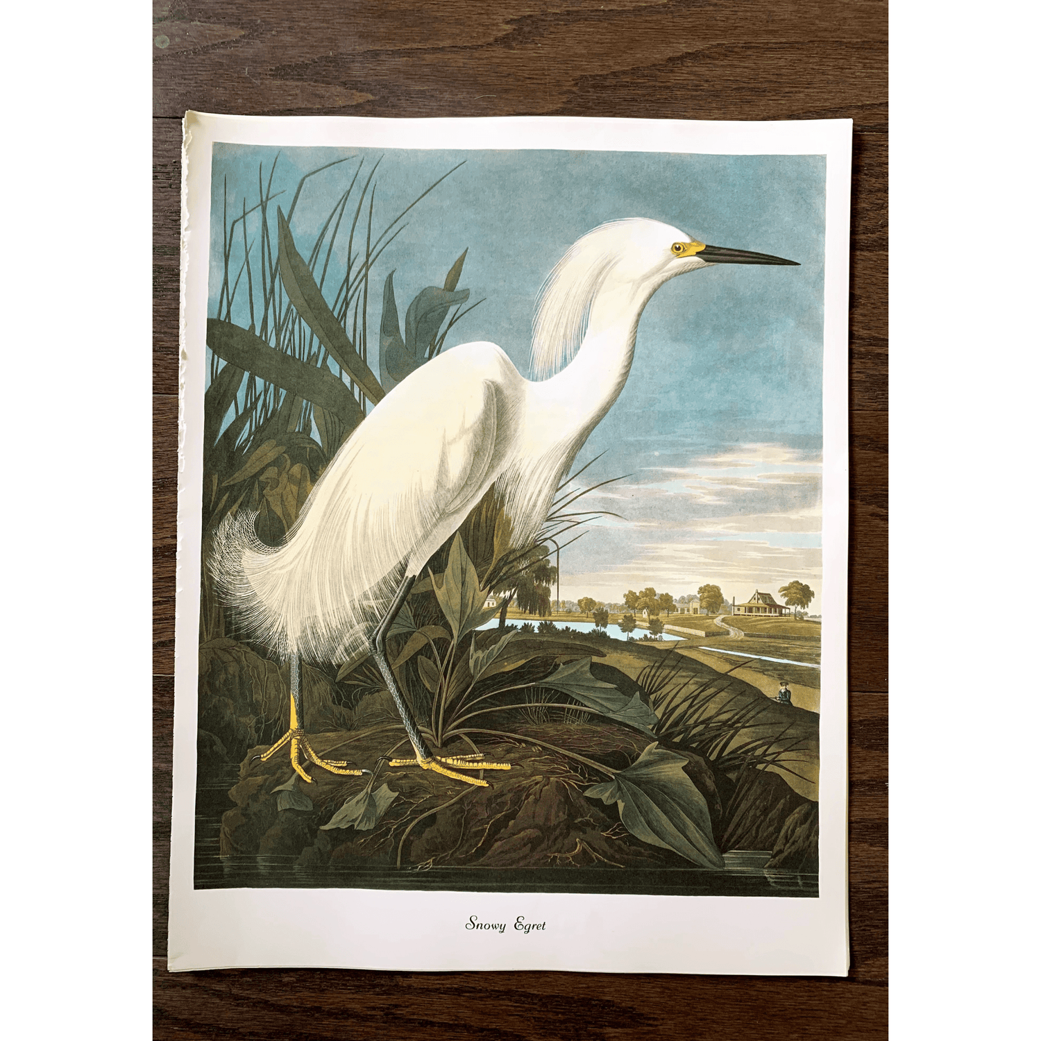 True Vintage Audubon Birds Prints, Authentic Old Book Plates for Framing, Bird Art Set - Pretty Old Books