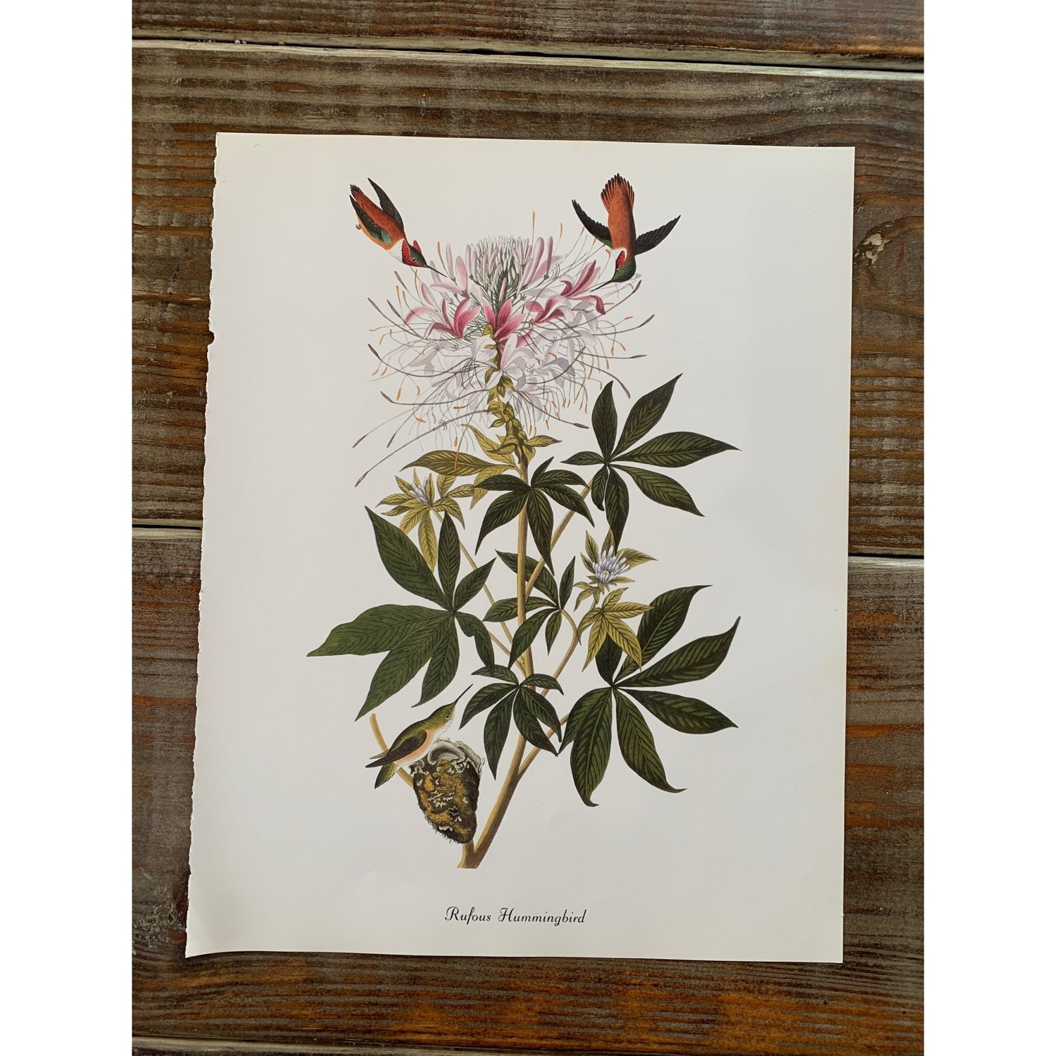 True Vintage Audubon Birds Prints, Authentic Old Book Plates for Framing, Bird Art Set - Pretty Old Books